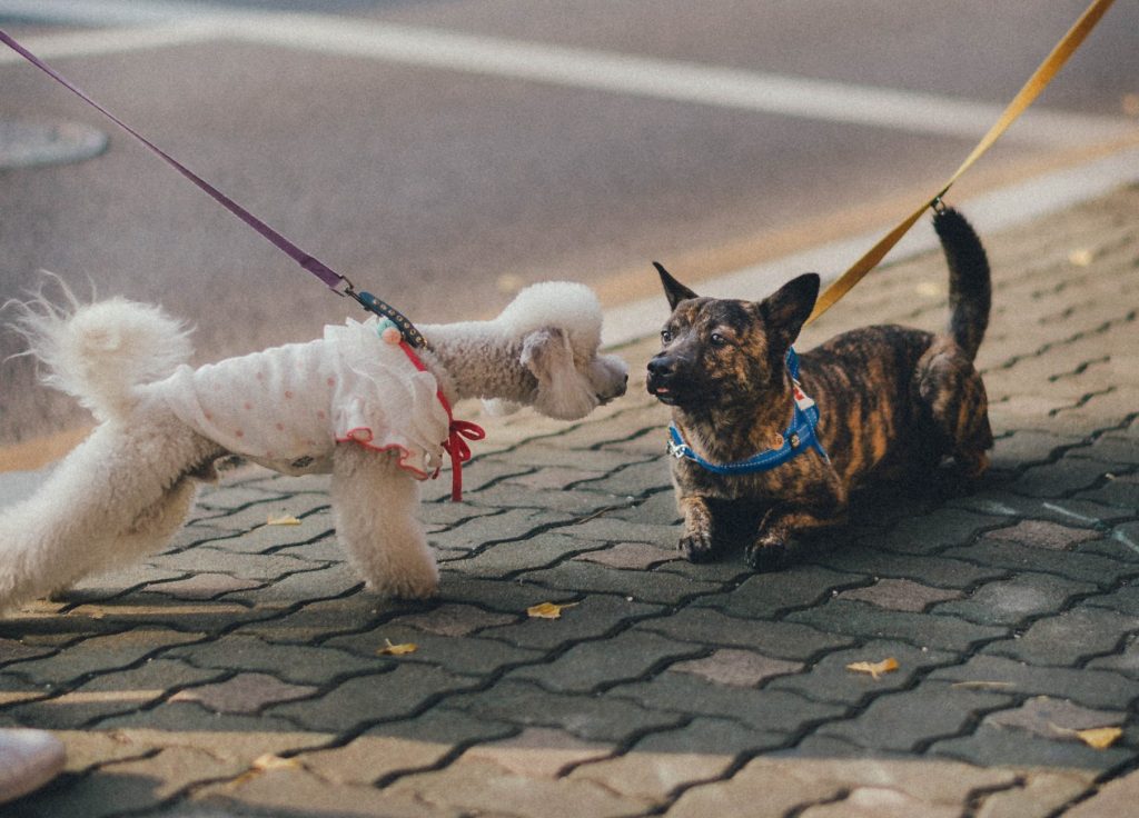 two dogs meeting on sidewalk, illustrating lead re-engagement